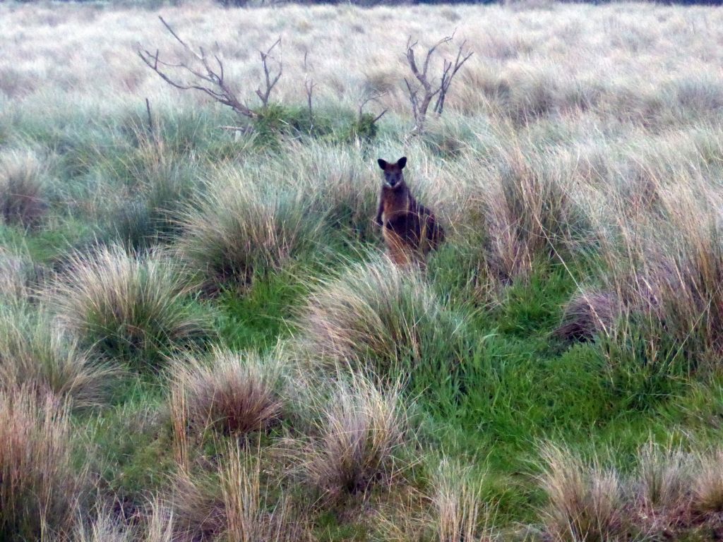 Wallaby in a grassland at the Phillip Island Nature Park, viewed from our tour bus
