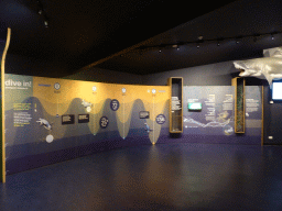 Exhibition at the Penguin Parade Visitor Centre