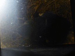 Little Penguin at the exhibition at the Penguin Parade Visitor Centre