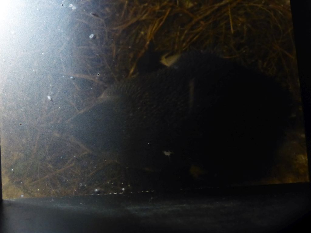 Little Penguin at the exhibition at the Penguin Parade Visitor Centre