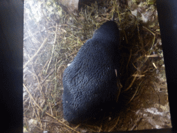 Little Penguin at the exhibition at the Penguin Parade Visitor Centre