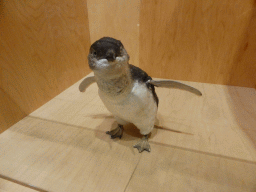 Stuffed Little Penguin at the exhibition at the Penguin Parade Visitor Centre