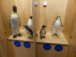 Stuffed Penguins at the exhibition at the Penguin Parade Visitor Centre