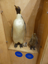 Stuffed Penguins at the exhibition at the Penguin Parade Visitor Centre