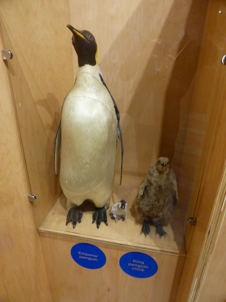 Stuffed Penguins at the exhibition at the Penguin Parade Visitor Centre