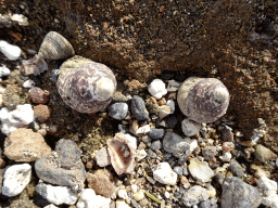 Shells at the Playa Honda beach