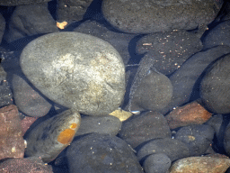 Fish at the Playa Honda beach