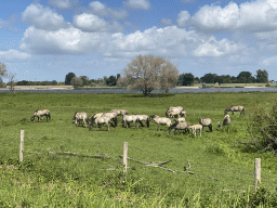 Horses in a grassland next to the Waal river, viewed from the Schouwendijk street