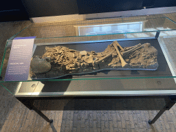 Skeleton of a medieval girl at the Expo at Loevestein Castle, with explanation
