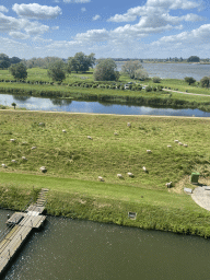 Sheep at the west side of Loevestein Castle, viewed from the Top Floor