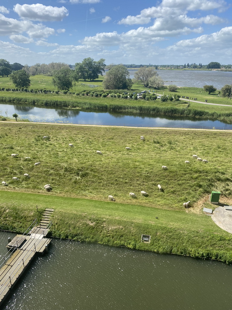 Sheep at the west side of Loevestein Castle, viewed from the Top Floor