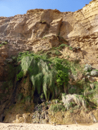 Cliffs with plants at the beach below the Gibson Steps
