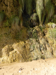 Cliffs with plants at the beach below the Gibson Steps