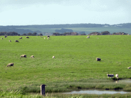 Sheep in a grassland between the Gibson Steps and the Twelve Apostles rocks, viewed from our tour bus on the Great Ocean Road