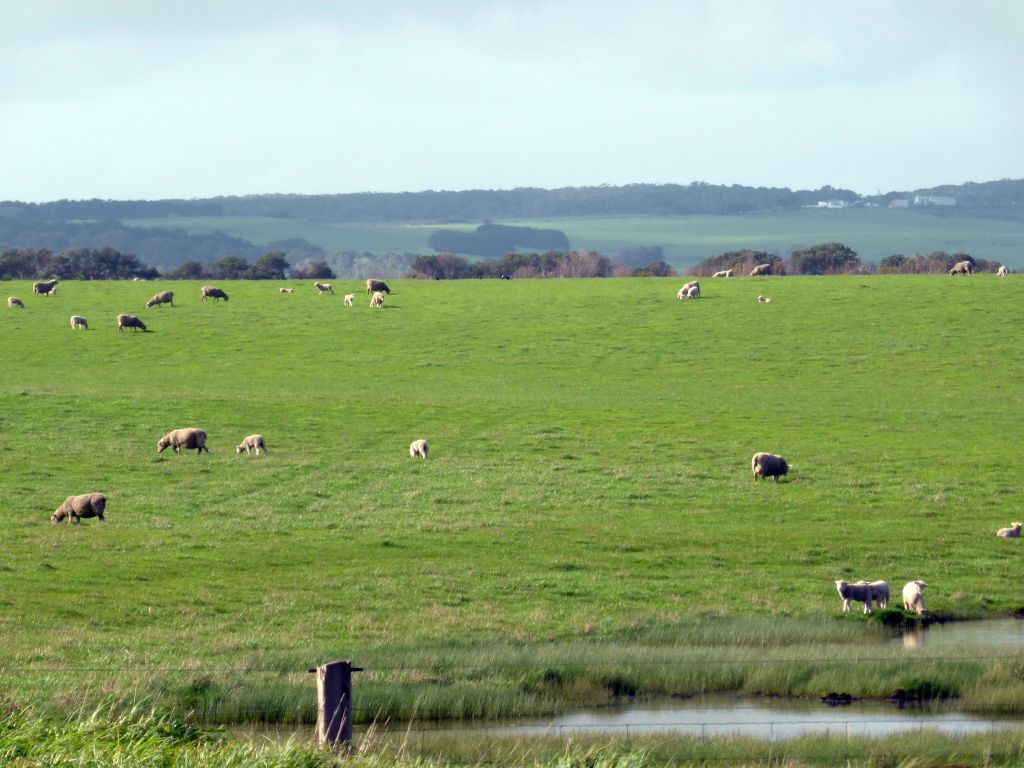 Sheep in a grassland between the Gibson Steps and the Twelve Apostles rocks, viewed from our tour bus on the Great Ocean Road