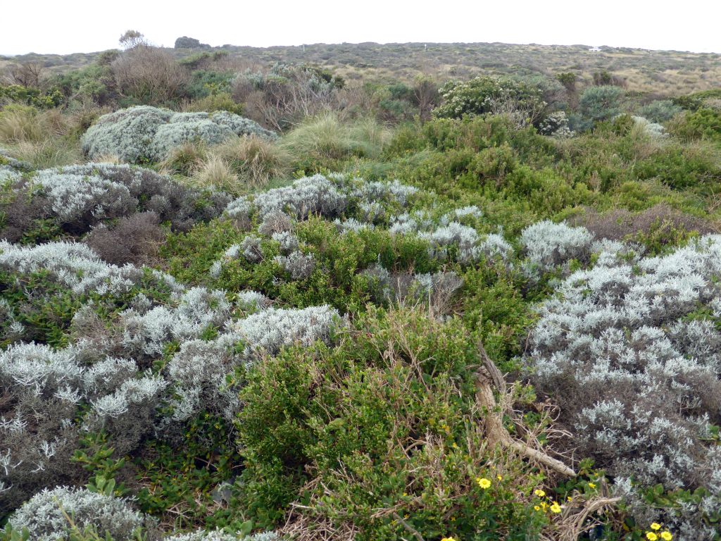 Plants at the Twelve Apostles viewing point