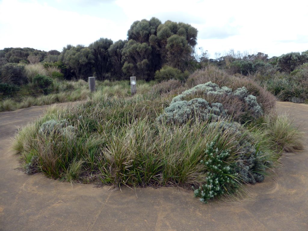 Plants at the Twelve Apostles viewing point