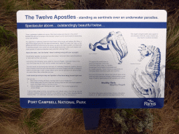 Information on the wildlife at the Twelve Apostles rocks, at the Twelve Apostles viewing point