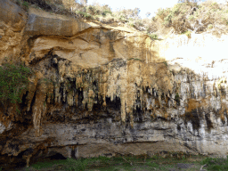 Cliff and plants at the northwest side of the Loch Ard Gorge