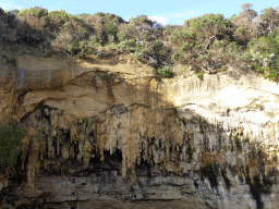 Cliff and plants at the northwest side of the Loch Ard Gorge