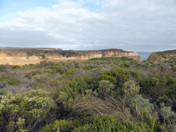 Plants at the viewing point at the southeast side, with a view on the cliff at the east side of the Loch Ard Gorge