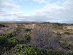 Plants at the viewing point at the southeast side, with a view on the Island Arch and the cliff at the east side of the Loch Ard Gorge