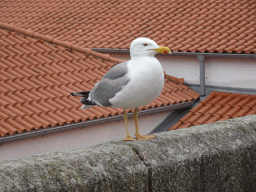 Seagull at the Miradouro da Rua das Aldas viewpoint