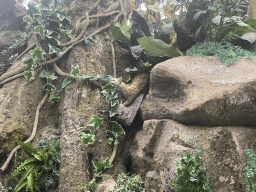 Ferret statue at the Equatorial Forests section of the boat ride at the World of Discoveries museum