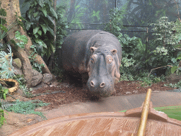 Hippopotamus statue at the Equatorial Forests section of the boat ride at the World of Discoveries museum