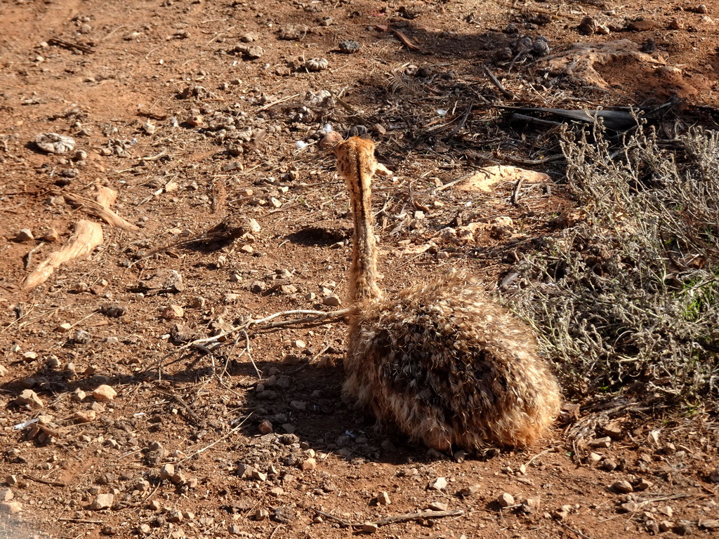 Young Ostrich at the entrance to the Safari Area of the Safari Zoo Mallorca