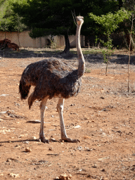 Ostrich at the entrance to the Safari Area of the Safari Zoo Mallorca