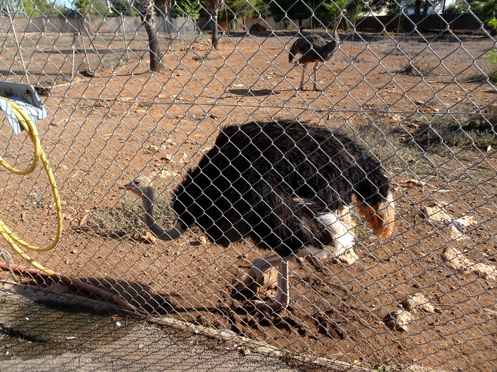 Ostriches at the entrance to the Safari Area of the Safari Zoo Mallorca