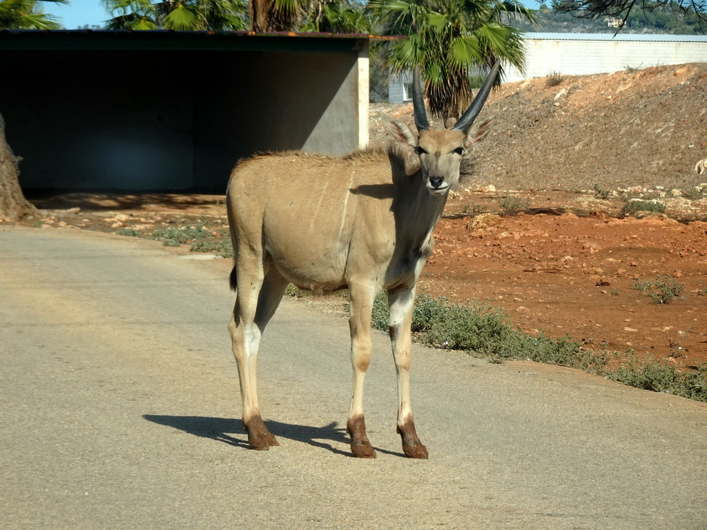 Antelope at the Safari Area of the Safari Zoo Mallorca, viewed from the rental car