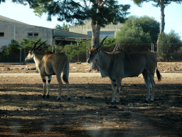 Antelopes at the Safari Area of the Safari Zoo Mallorca, viewed from the rental car