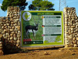 Explanation on the Blackbuck at the Safari Area of the Safari Zoo Mallorca, viewed from the rental car