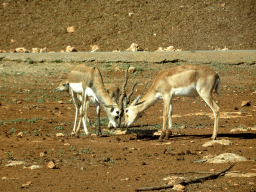 Blackbucks at the Safari Area of the Safari Zoo Mallorca, viewed from the rental car