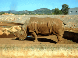 Square-lipped Rhinoceros at the Safari Area of the Safari Zoo Mallorca, viewed from the rental car