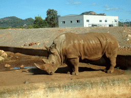 Square-lipped Rhinoceros at the Safari Area of the Safari Zoo Mallorca, viewed from the rental car