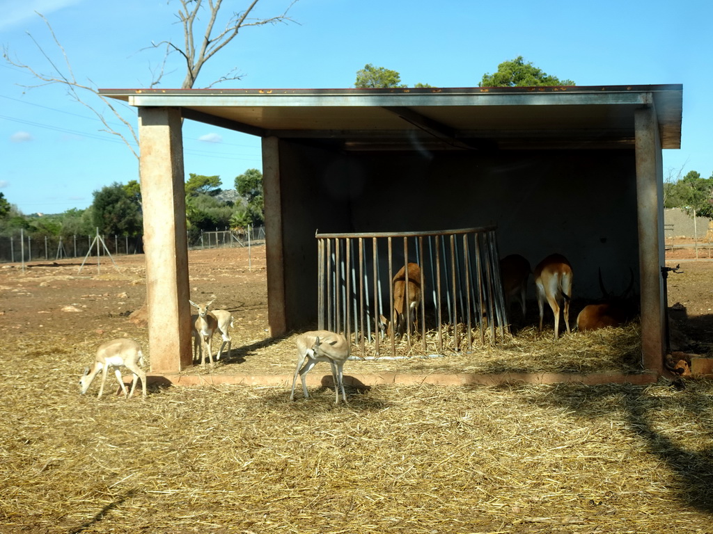 Lechwes at the Safari Area of the Safari Zoo Mallorca, viewed from the rental car