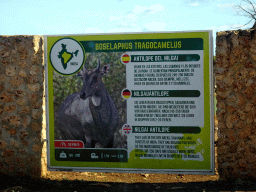 Explanation on the Nilgai Antelope at the Safari Area of the Safari Zoo Mallorca, viewed from the rental car