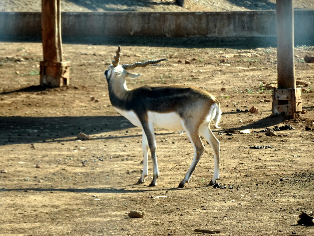 Blackbuck at the Safari Area of the Safari Zoo Mallorca, viewed from the rental car