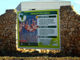 Explanation on the Pink Flamingo at the Safari Area of the Safari Zoo Mallorca, viewed from the rental car