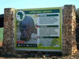 Explanation on the Hippopotamus at the Safari Area of the Safari Zoo Mallorca, viewed from the rental car