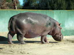 Hippopotamus at the Safari Area of the Safari Zoo Mallorca, viewed from the rental car