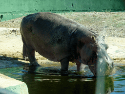 Hippopotamus at the Safari Area of the Safari Zoo Mallorca, viewed from the rental car