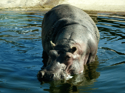 Hippopotamus at the Safari Area of the Safari Zoo Mallorca, viewed from the rental car