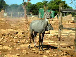 Nilgai Antelope at the Safari Area of the Safari Zoo Mallorca, viewed from the rental car