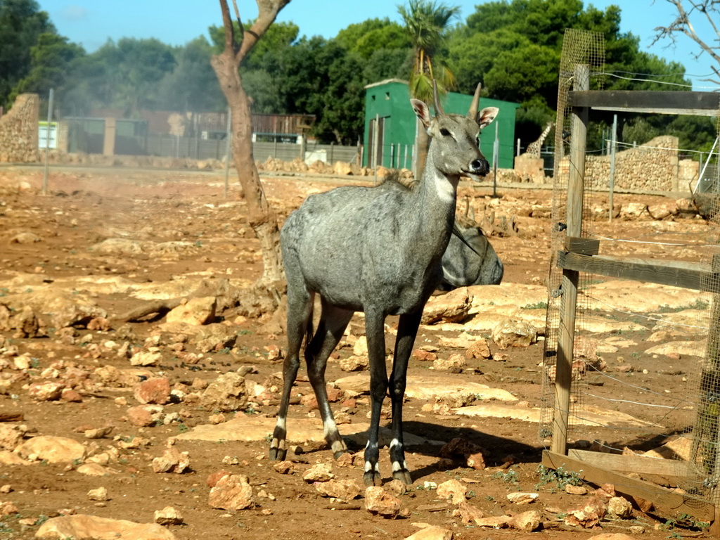 Nilgai Antelope at the Safari Area of the Safari Zoo Mallorca, viewed from the rental car