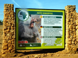 Explanation on the Hamadryas Baboon at the Safari Area of the Safari Zoo Mallorca, viewed from the rental car