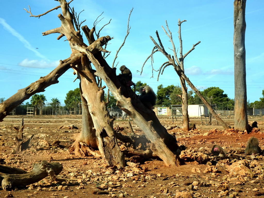 Hamadryas Baboons at the Safari Area of the Safari Zoo Mallorca, viewed from the rental car